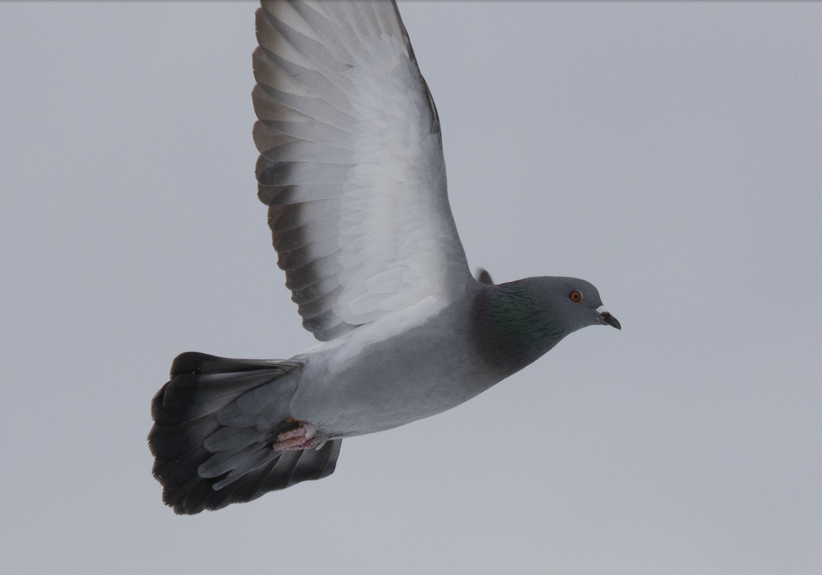 Rock Pigeon (Feral Pigeon) - ML614905557