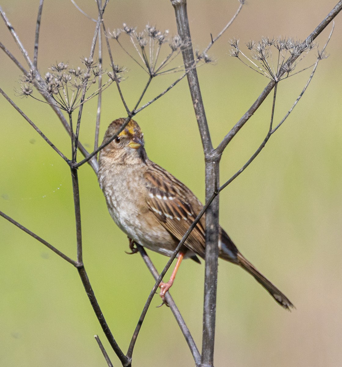 Golden-crowned Sparrow - ML614905582