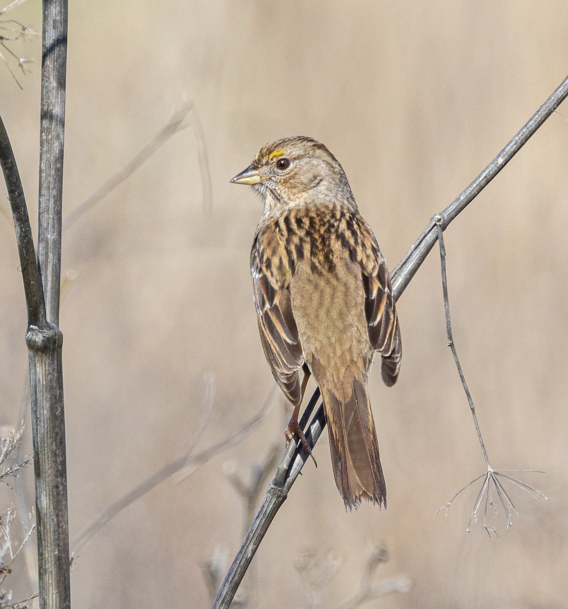 Golden-crowned Sparrow - ML614905583