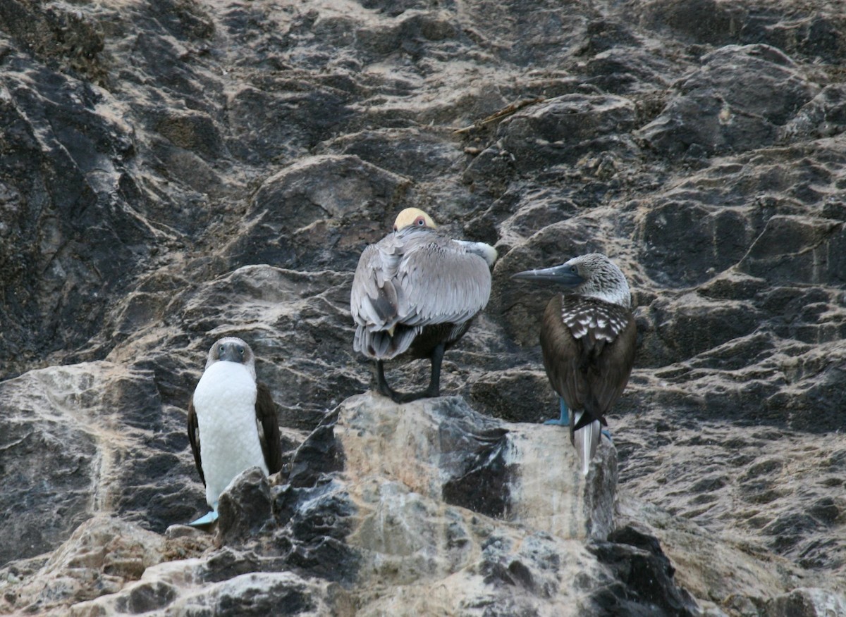 Blue-footed Booby - ML614905666