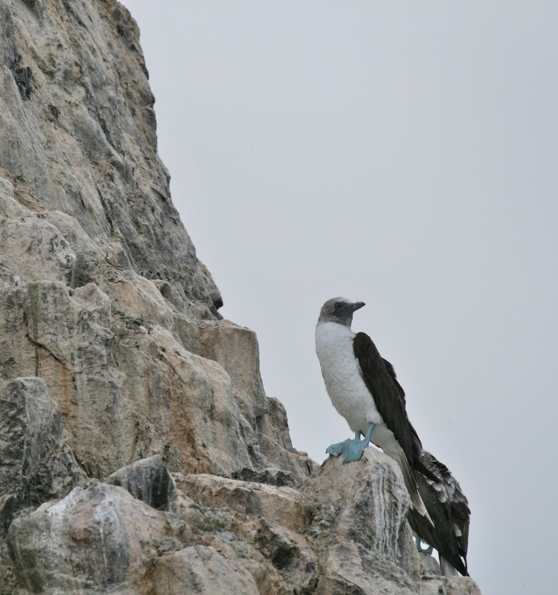 Blue-footed Booby - ML614905675