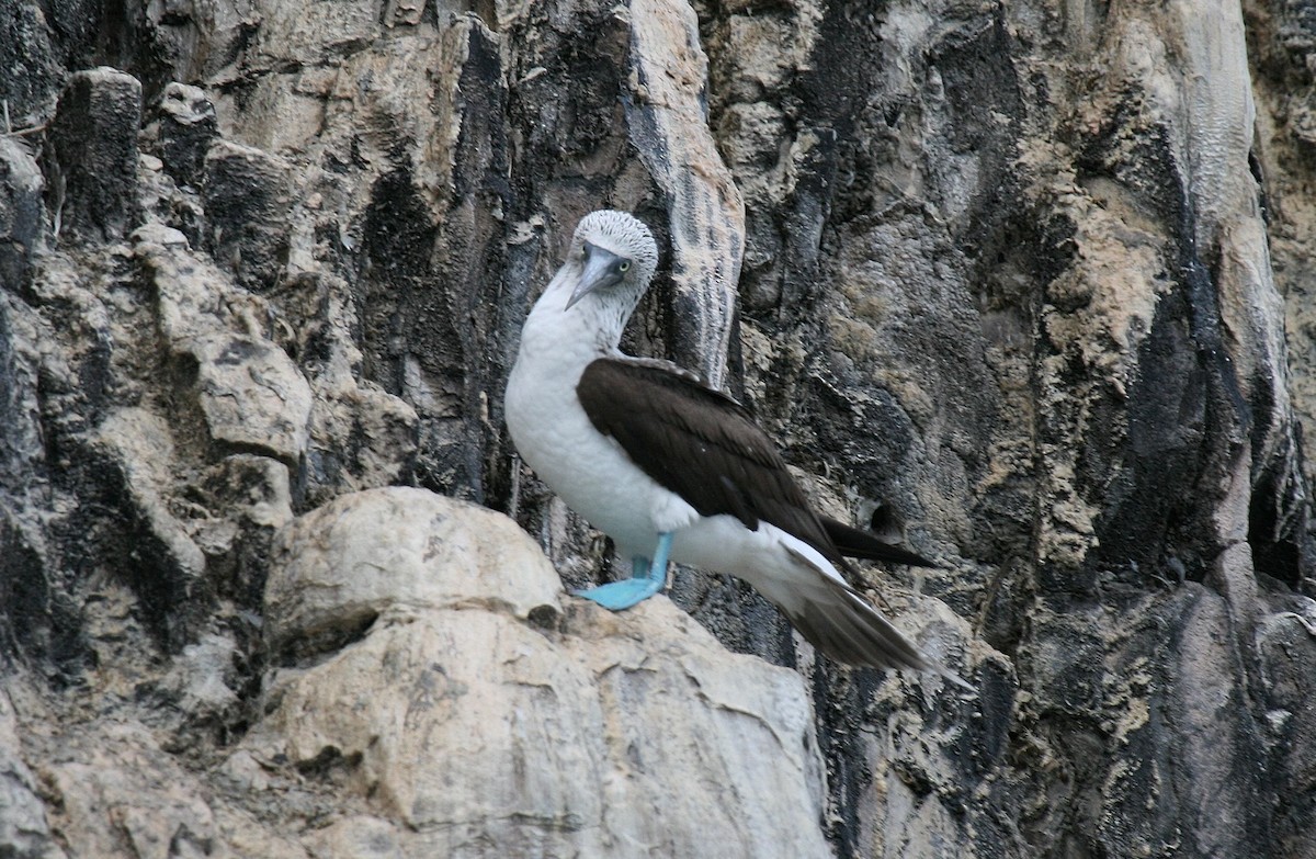 Blue-footed Booby - ML614905693