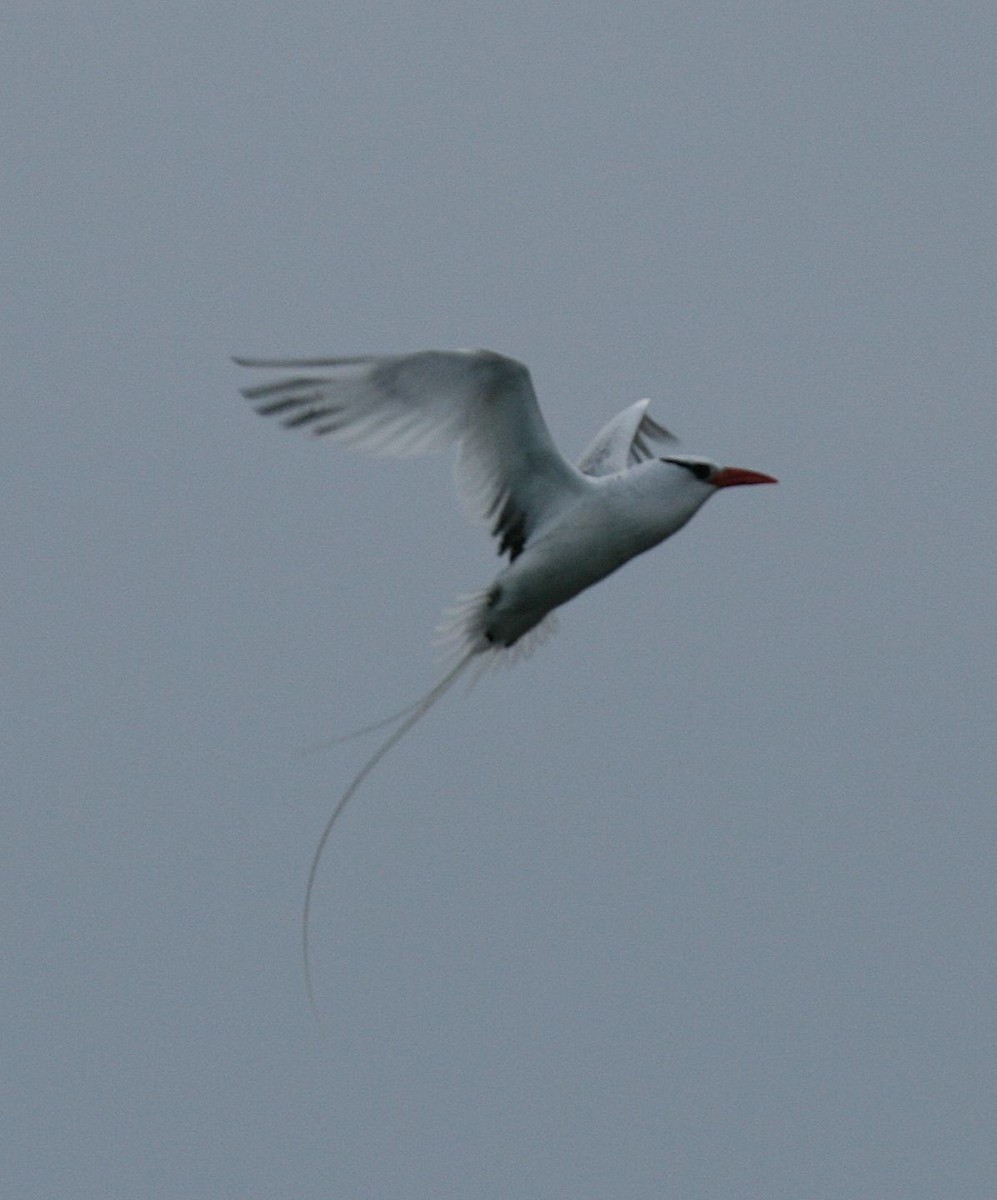 Red-billed Tropicbird - Mary McGreal