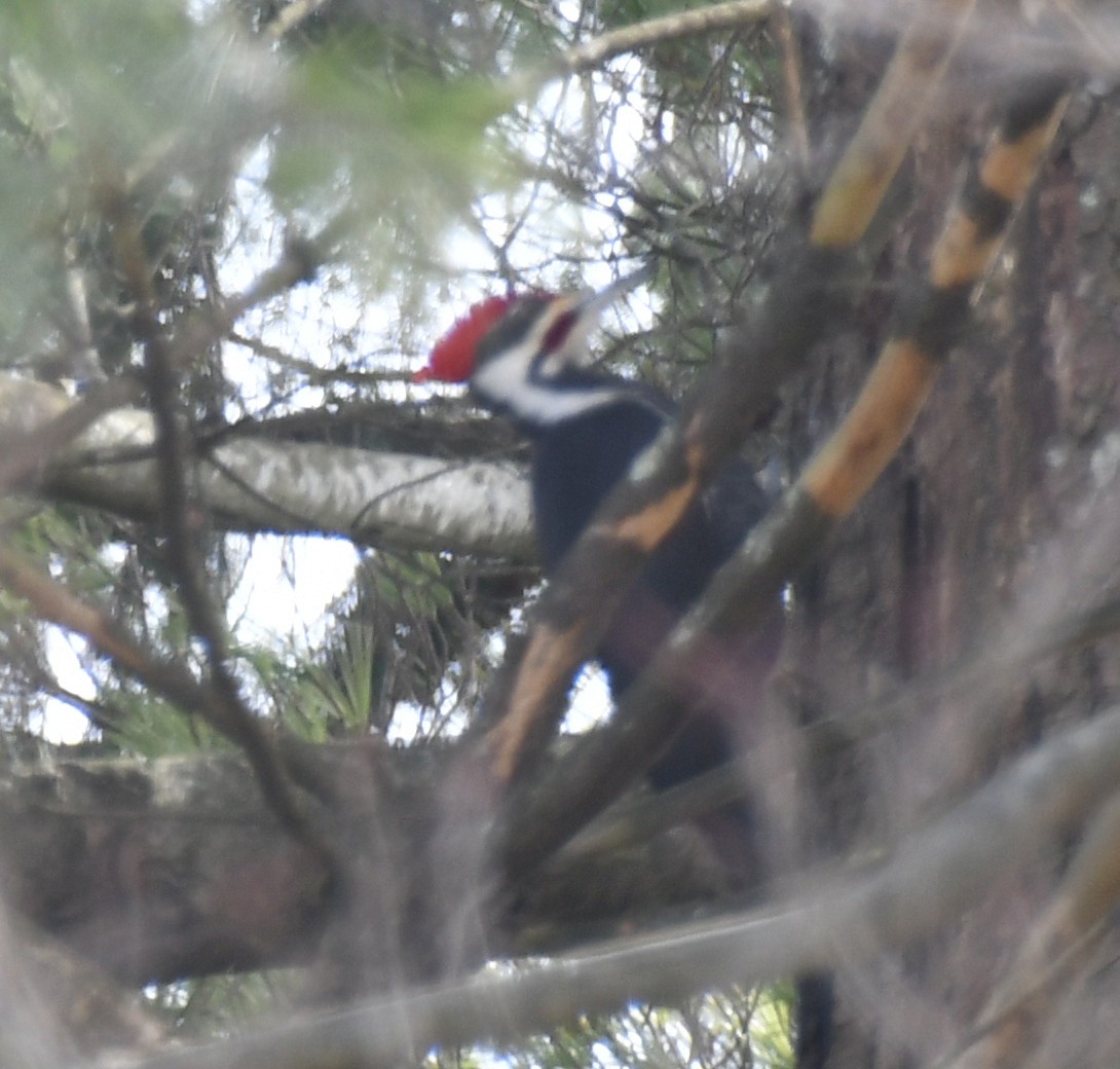 Pileated Woodpecker - ML614905848