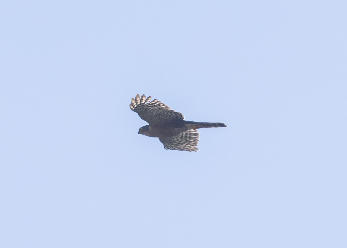 Sharp-shinned Hawk (Plain-breasted) - ML614905905