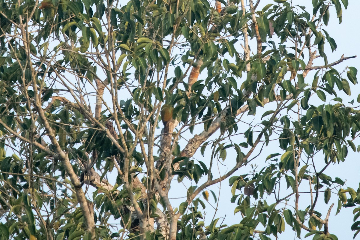 Gray-headed Woodpecker (Black-naped) - ML614906046