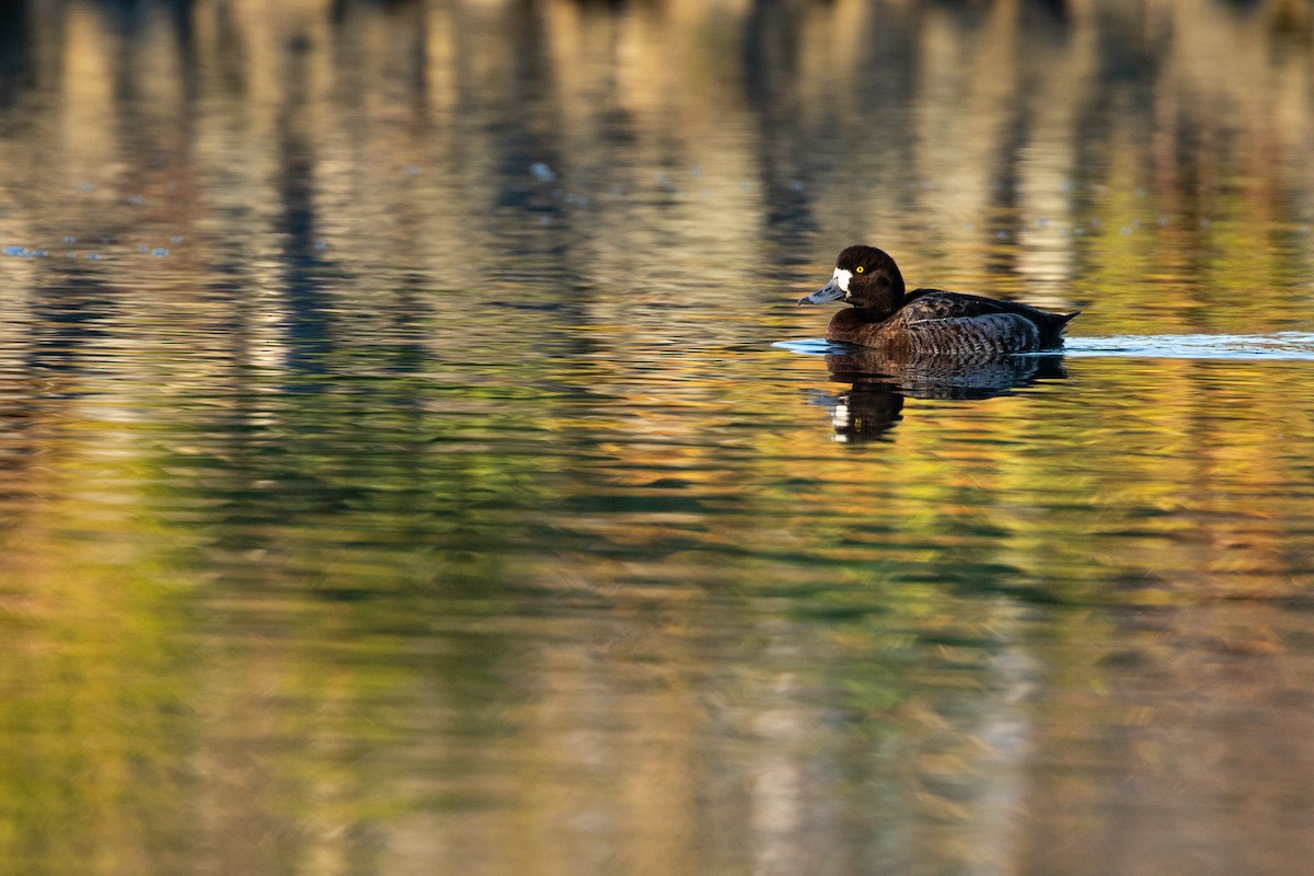 Greater Scaup - ML614906121