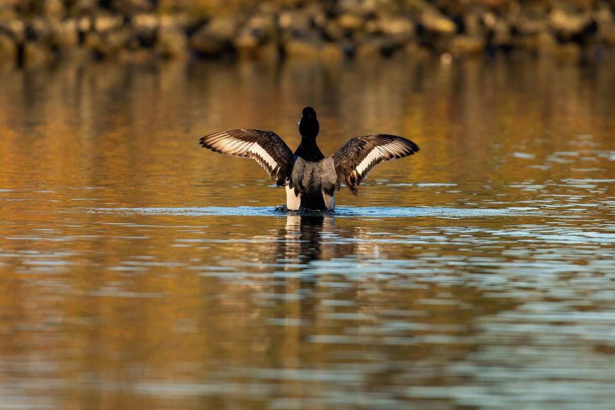 Greater Scaup - ML614906122