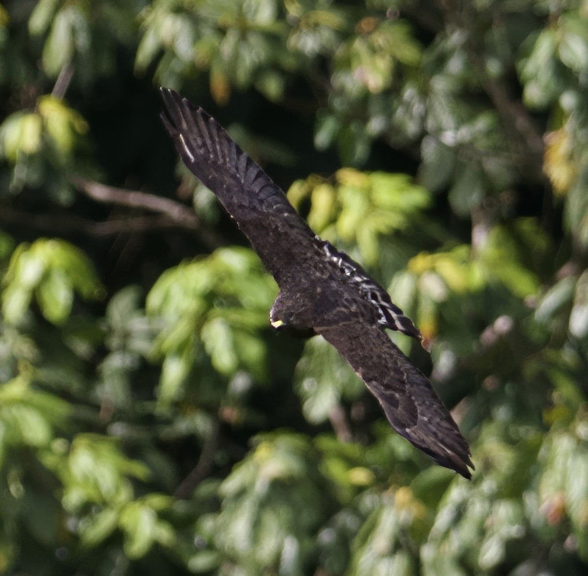 Broad-winged Hawk (Caribbean) - ML614906232