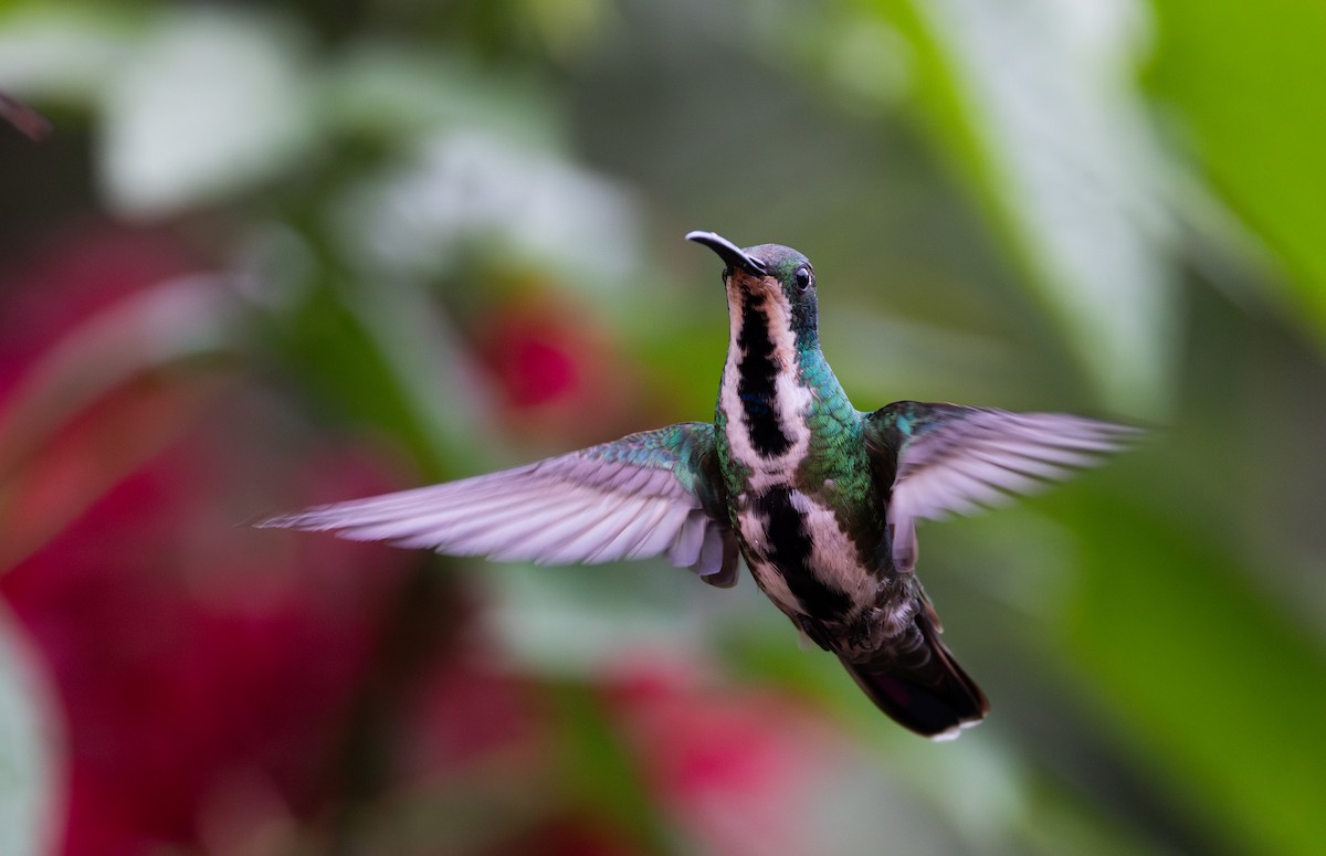 kolibřík tropický - ML614906386