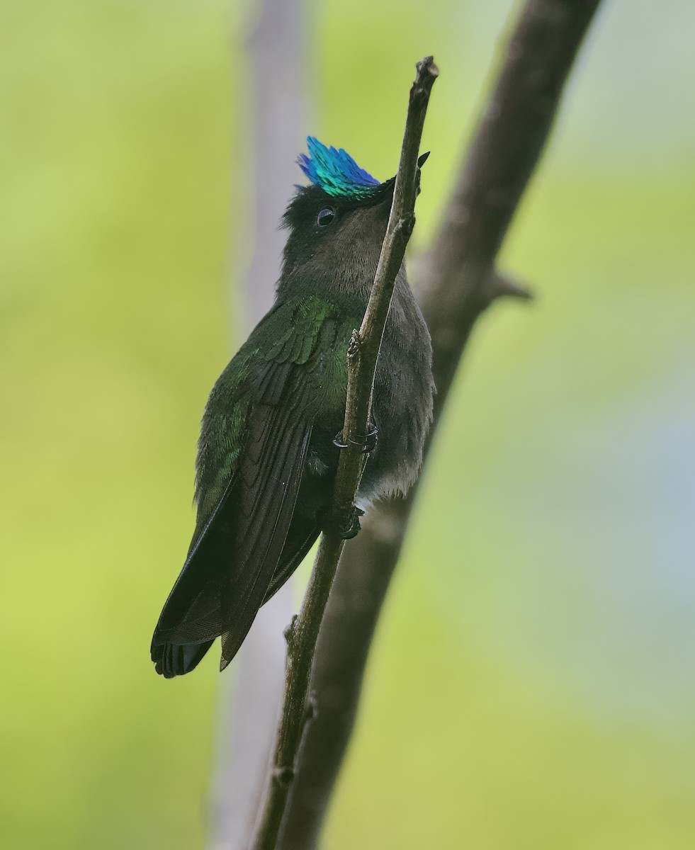 Antillean Crested Hummingbird (Lesser Antilles) - ML614906417