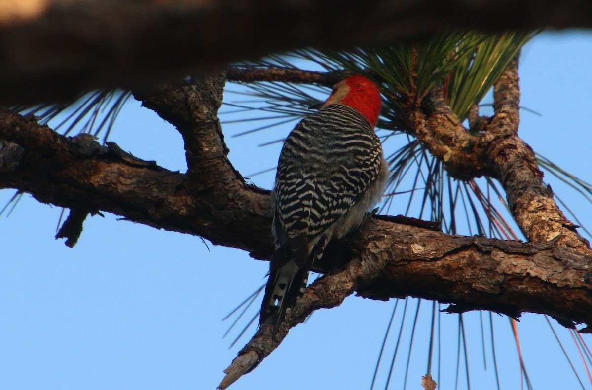 Red-bellied Woodpecker - ML614906418