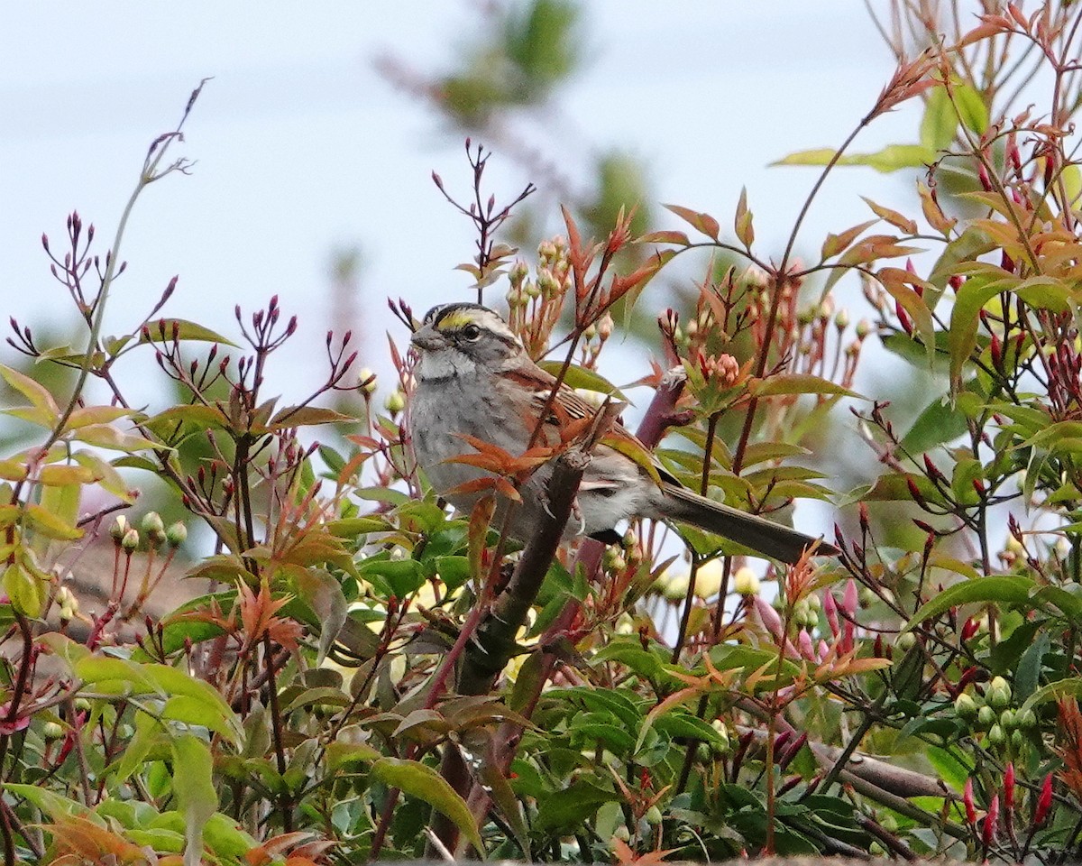 White-throated Sparrow - ML614906471