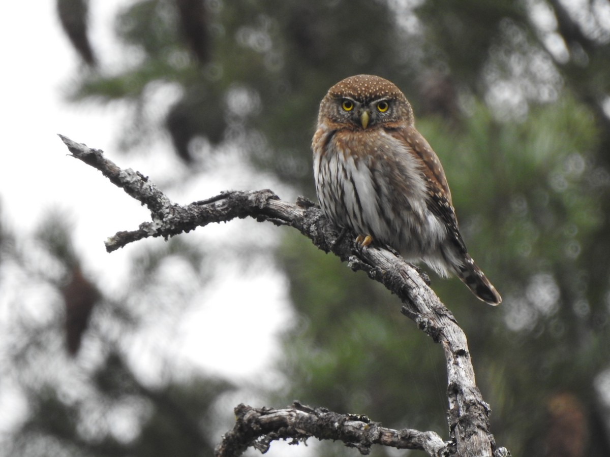 Northern Pygmy-Owl - ML614906504