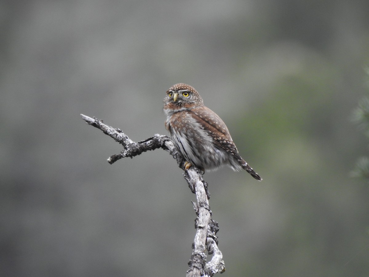 Northern Pygmy-Owl - ML614906505
