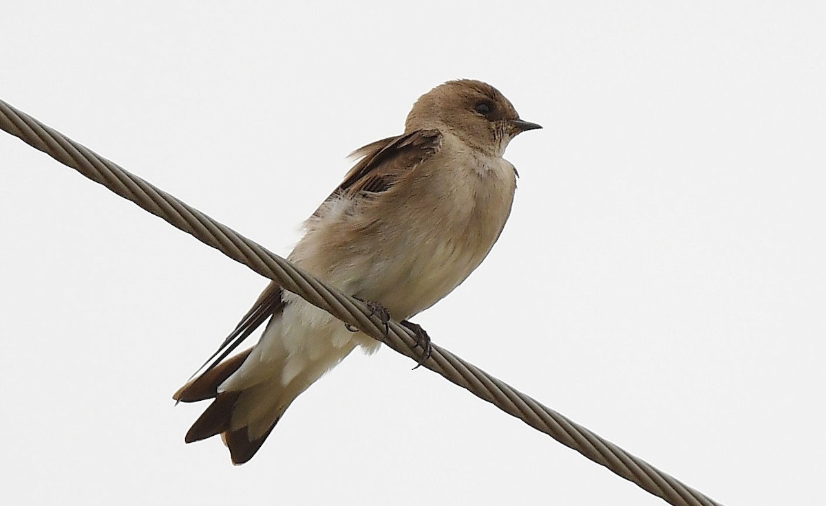 Northern Rough-winged Swallow - Doug Orama