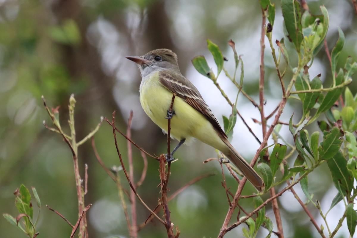 Great Crested Flycatcher - ML614906817