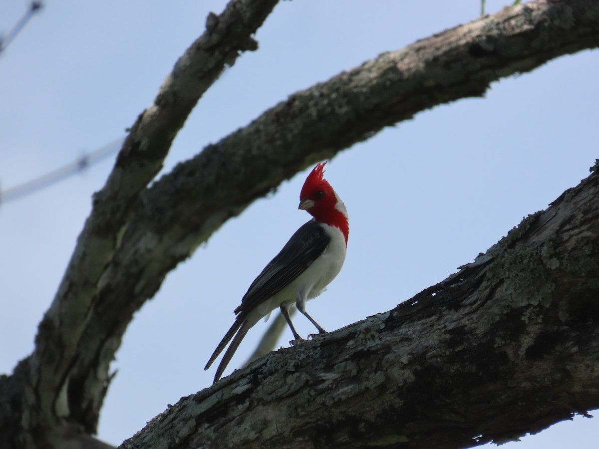Red-crested Cardinal - ML614906829