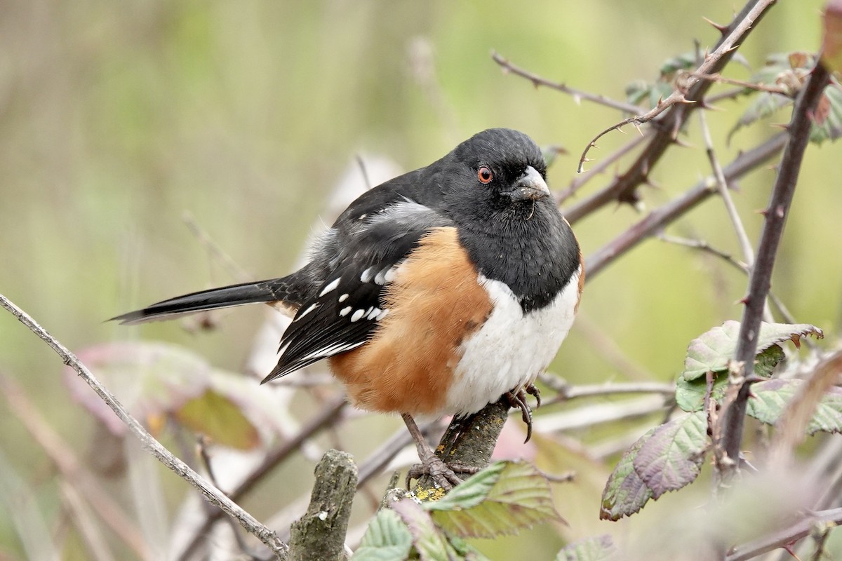 Spotted Towhee - ML614906887