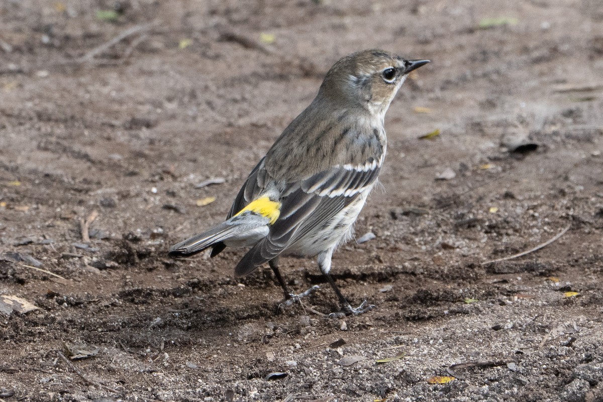 Yellow-rumped Warbler - Darío de la Fuente - Chilean Nature