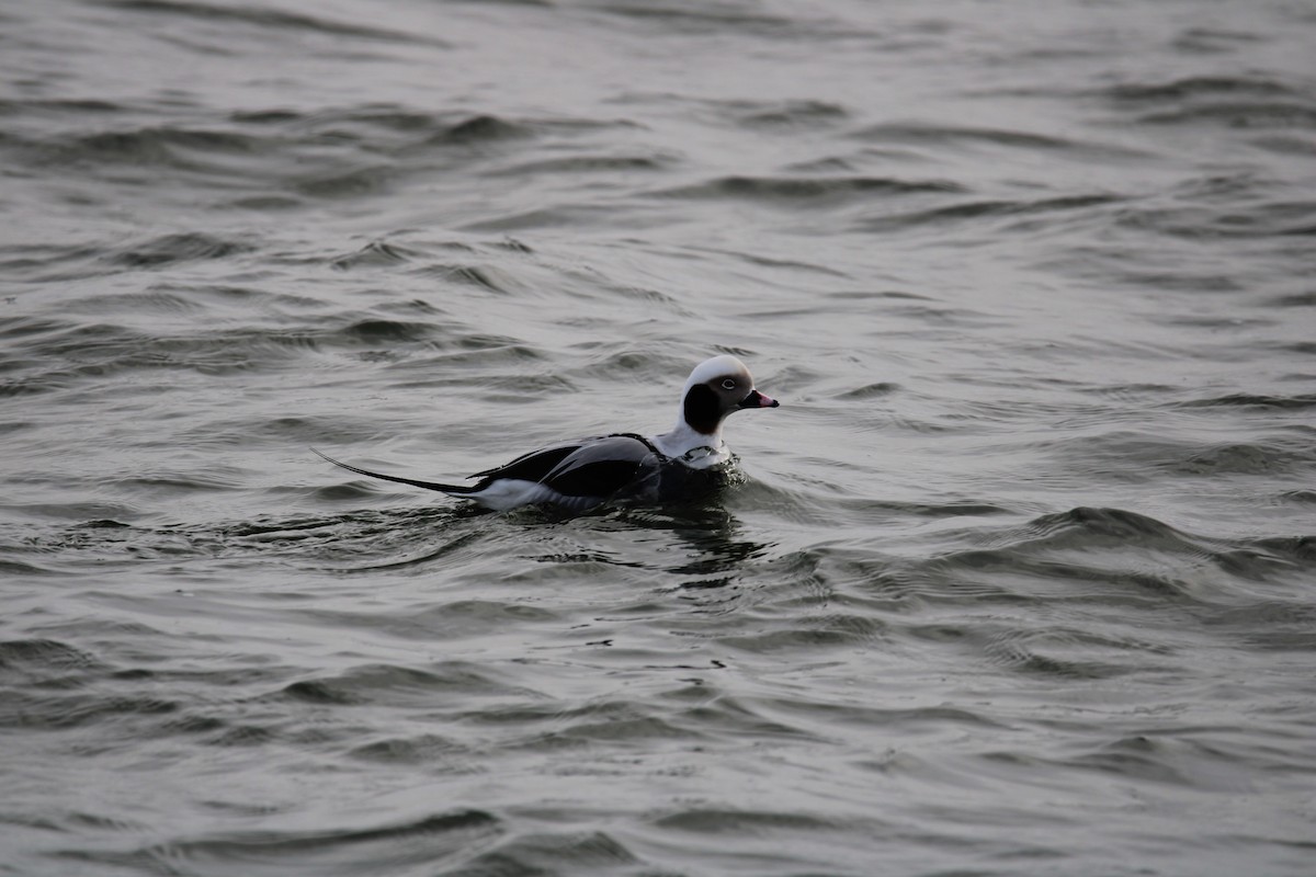 Long-tailed Duck - ML614907177