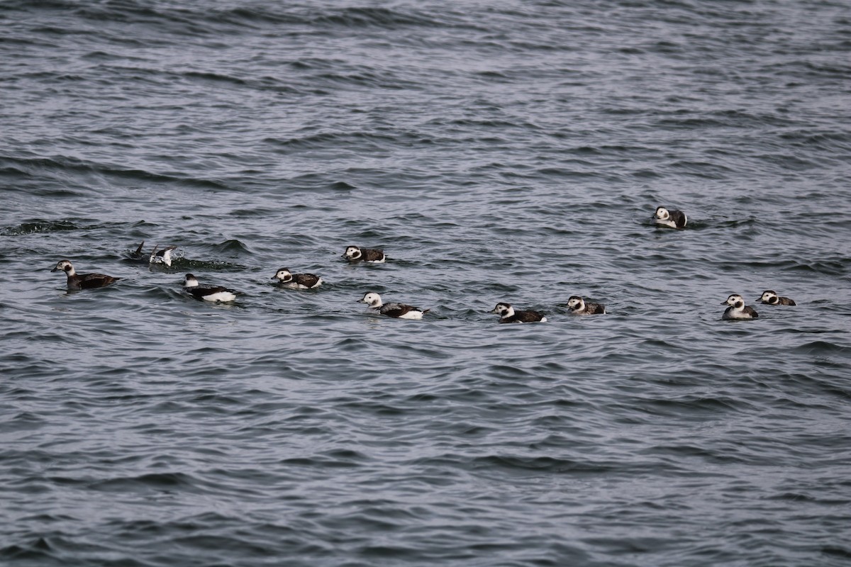 Long-tailed Duck - ML614907184