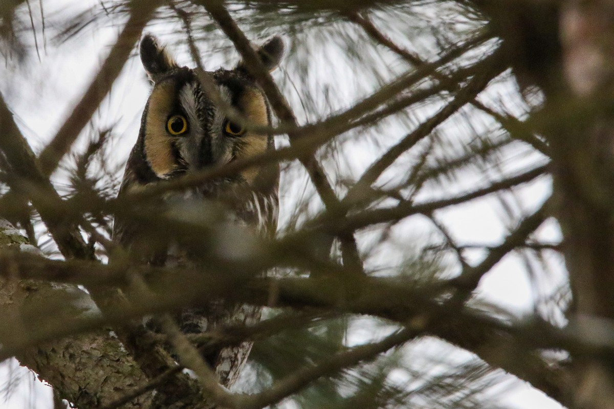 Long-eared Owl - ML614907188