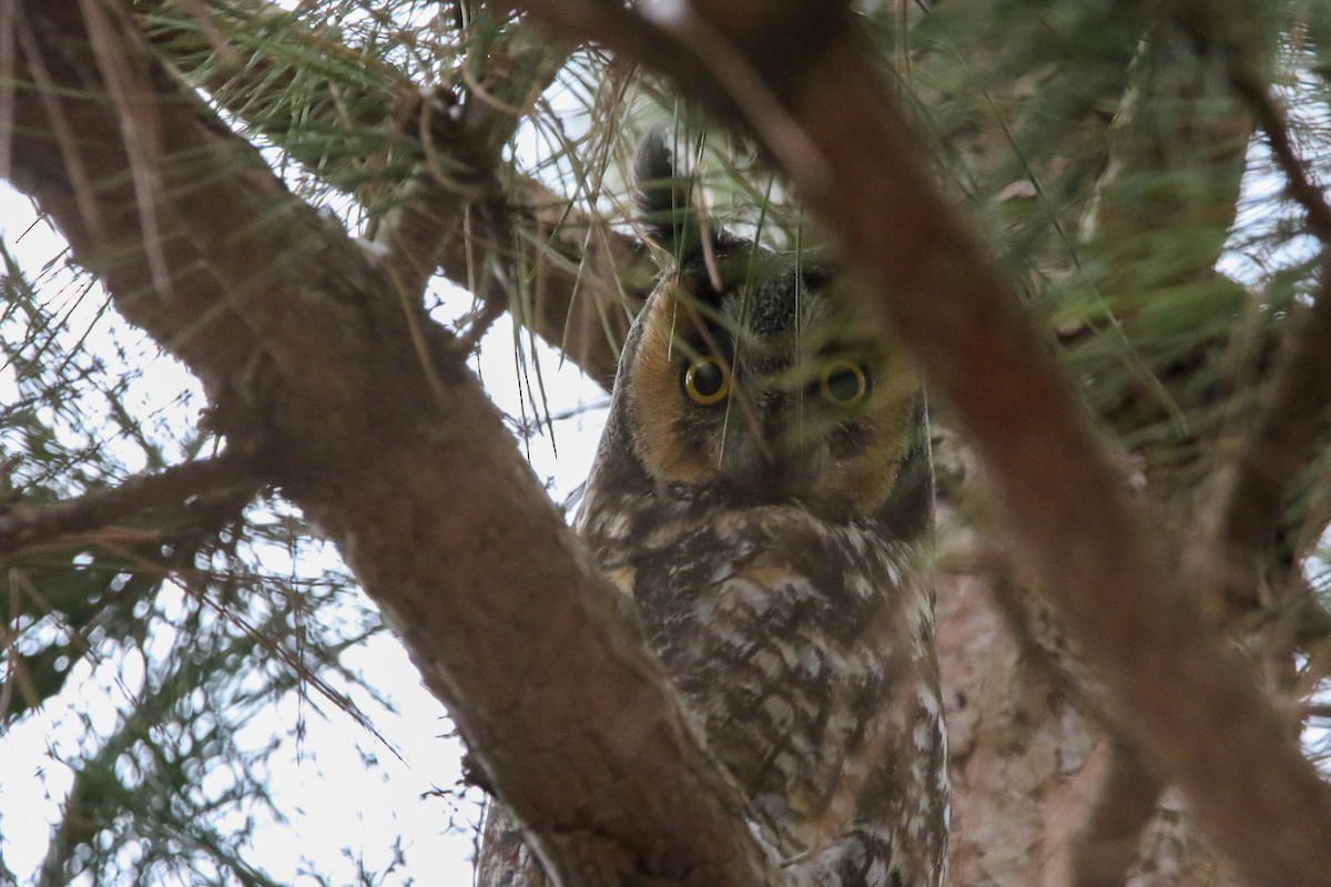 Long-eared Owl - ML614907189