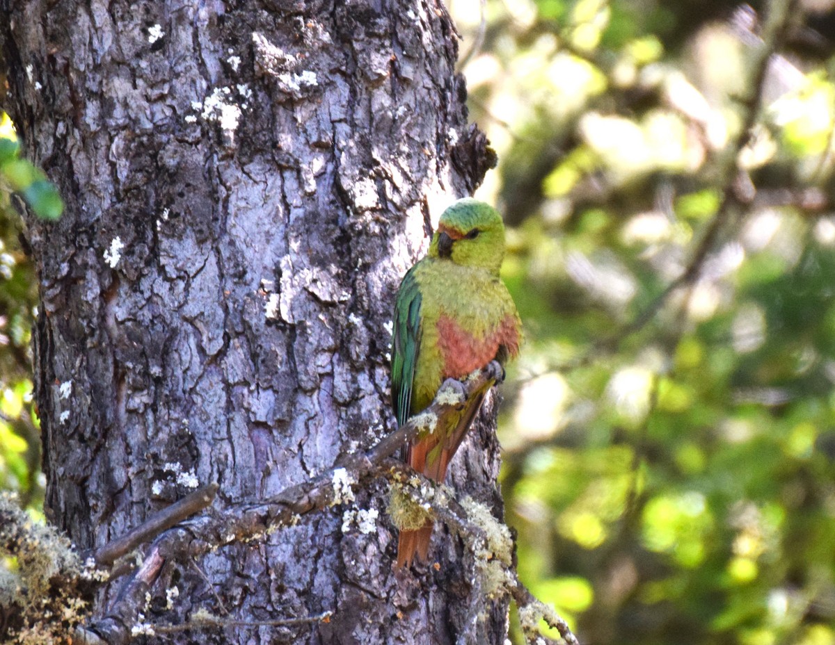 Austral Parakeet - Laura Valdivia Dubo - REDAVES
