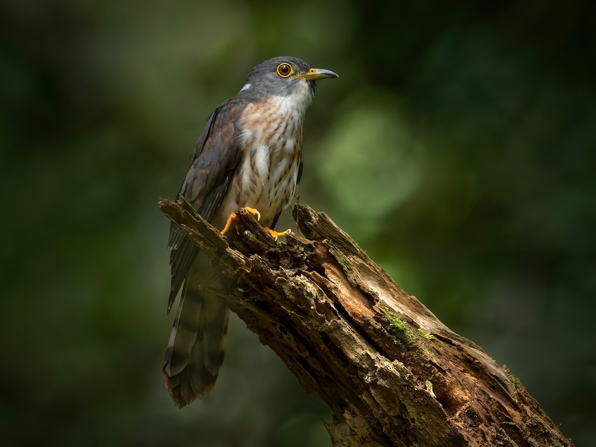 Malaysian Hawk-Cuckoo - Hierococcyx fugax - Birds of the World