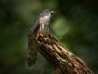  - Malaysian Hawk-Cuckoo