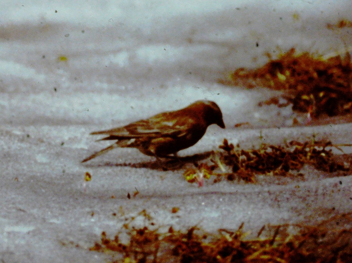 Gray-crowned Rosy-Finch - ML614907758