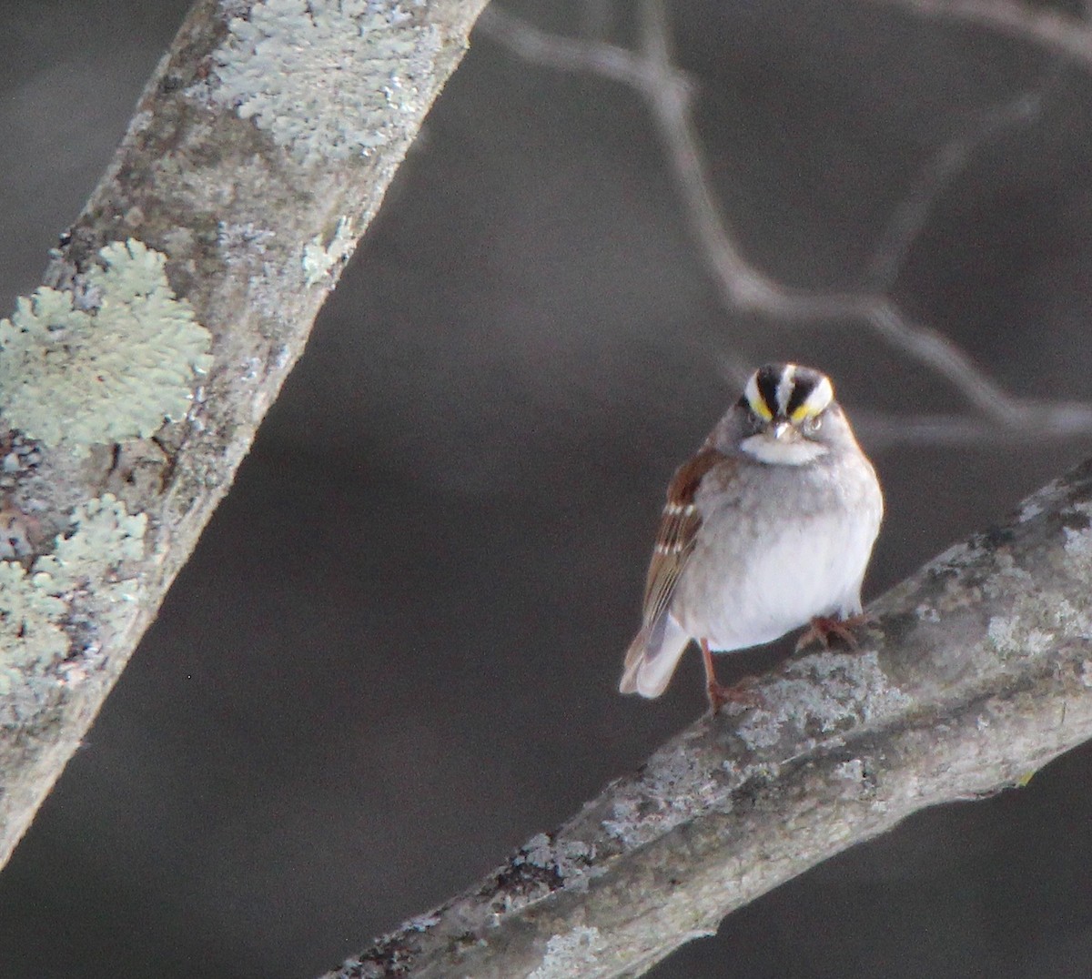 White-throated Sparrow - ML614907837