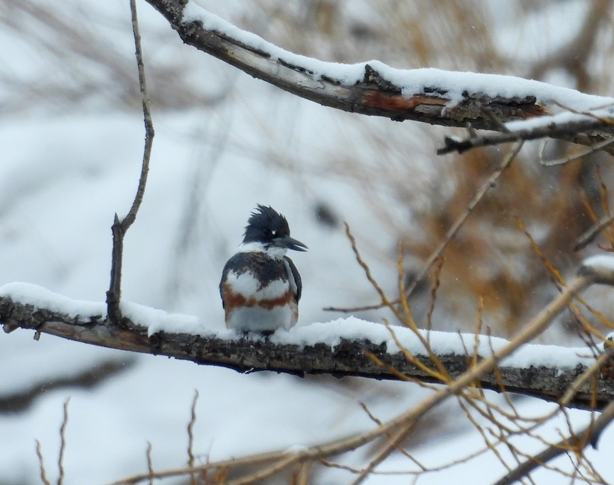 Belted Kingfisher - ML614908020