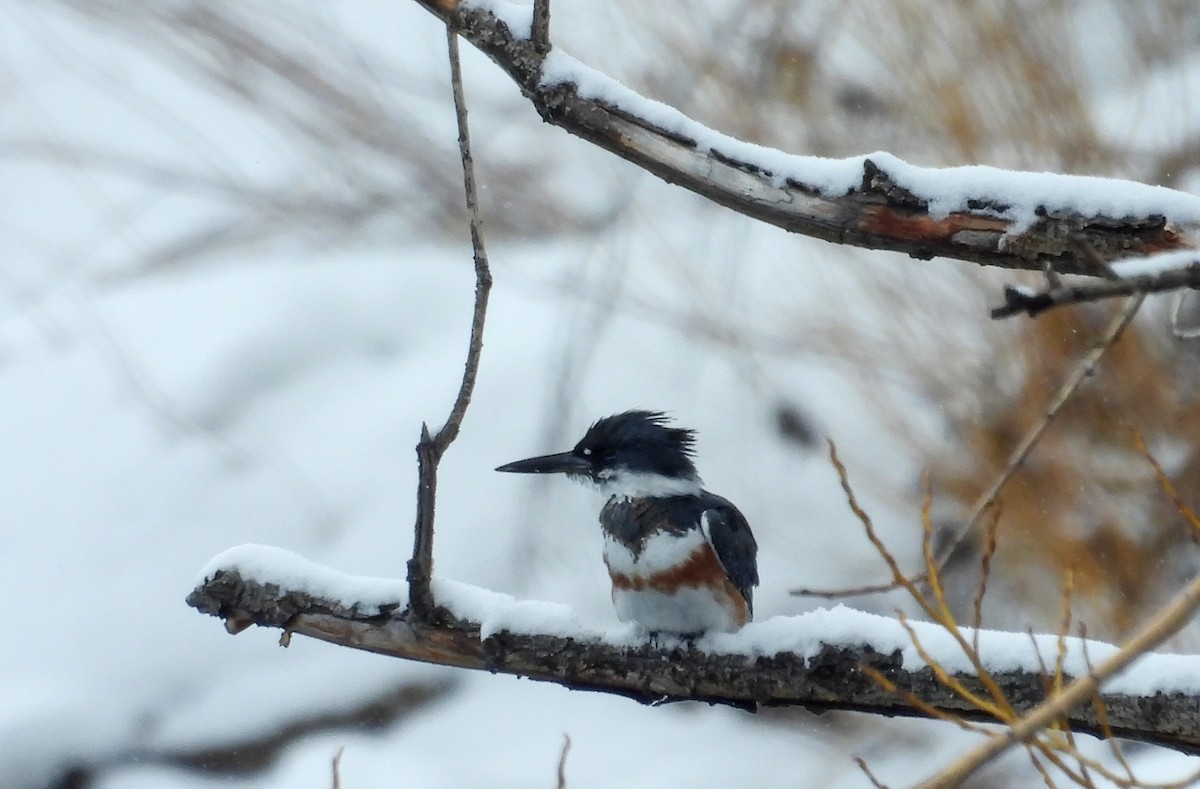 Belted Kingfisher - ML614908021