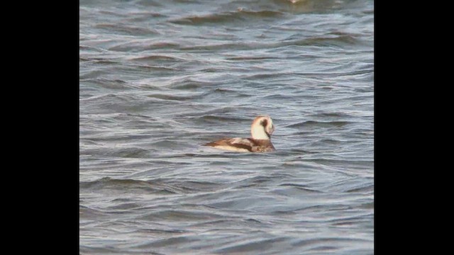 Long-tailed Duck - ML614908034