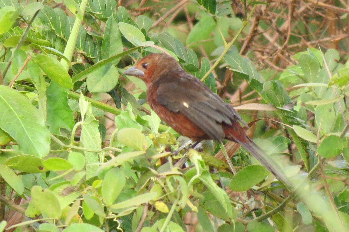 Silver-beaked Tanager - ML614908118