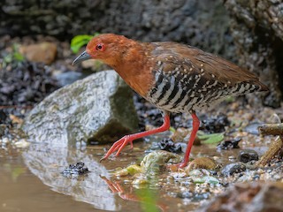  - Red-legged Crake