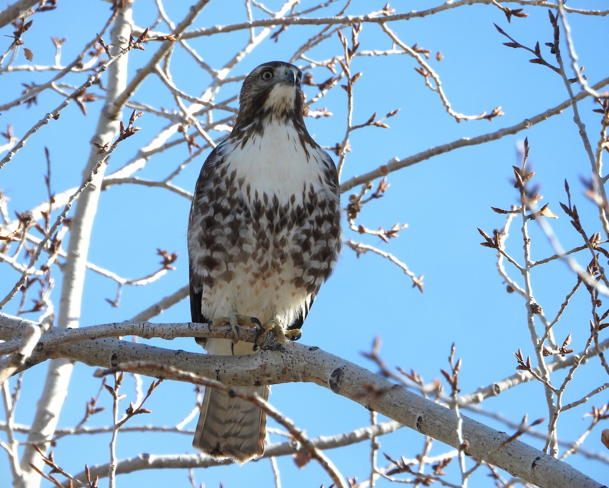 Red-tailed Hawk - ML614908254