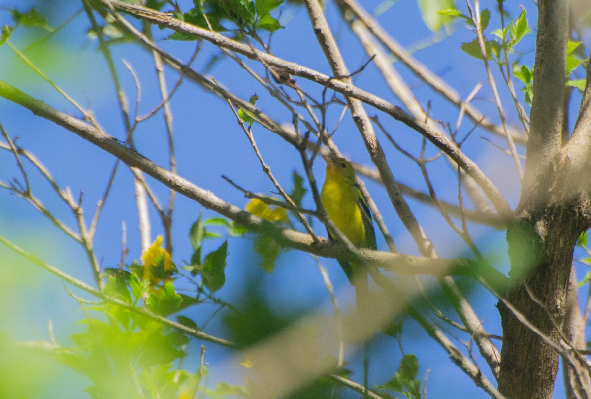 Western Tanager - ML614908417