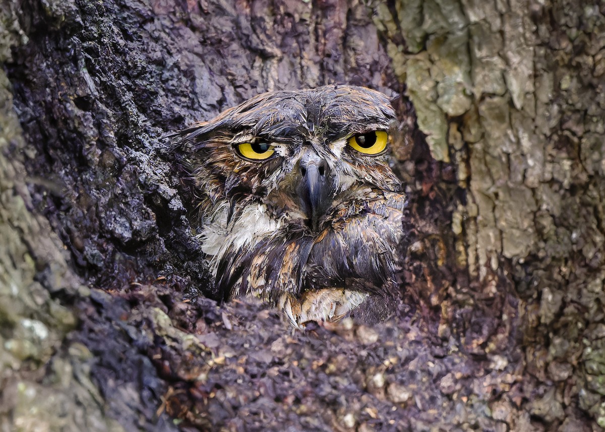 Great Horned Owl - ML614908547