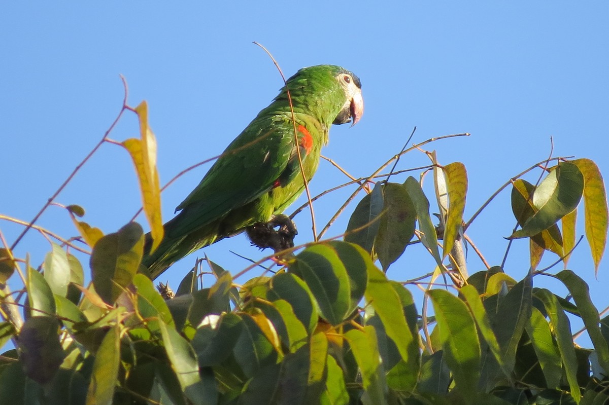 Red-shouldered Macaw - ML614908881