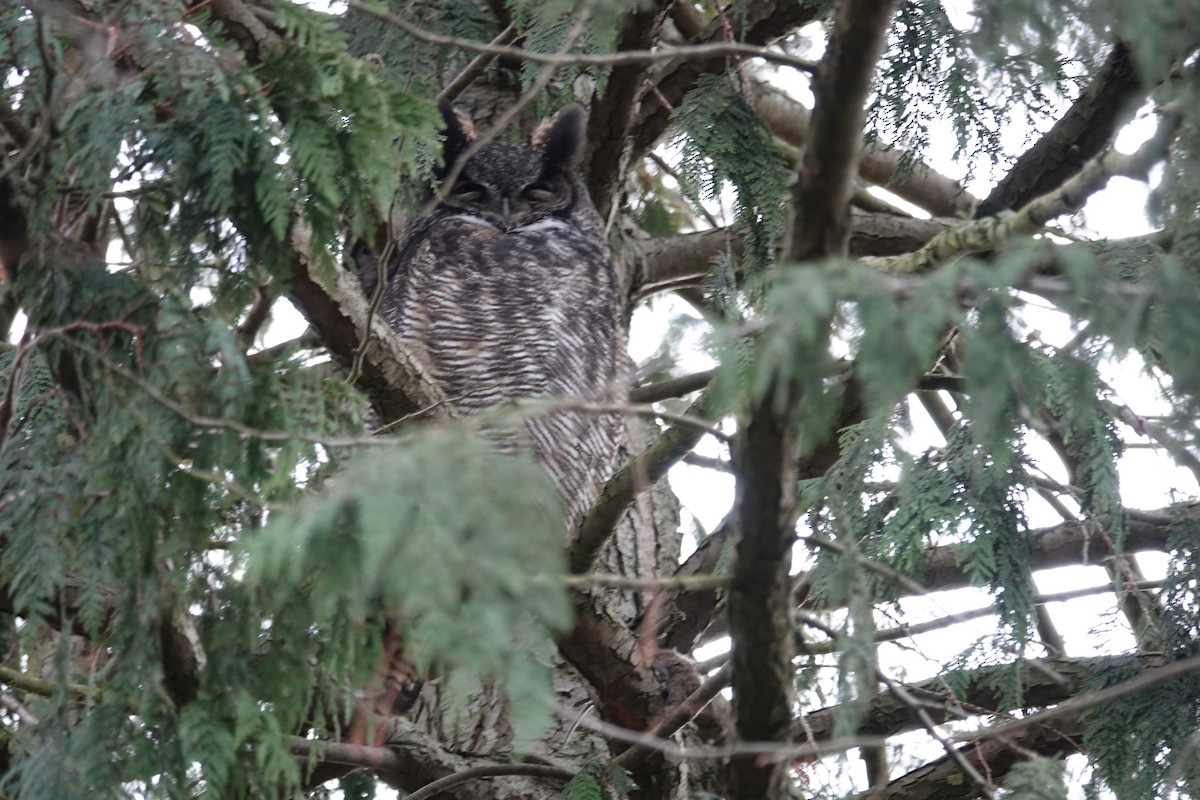 Great Horned Owl - ML614908948