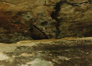 Chestnut-quilled Rock-Pigeon - ML614908959