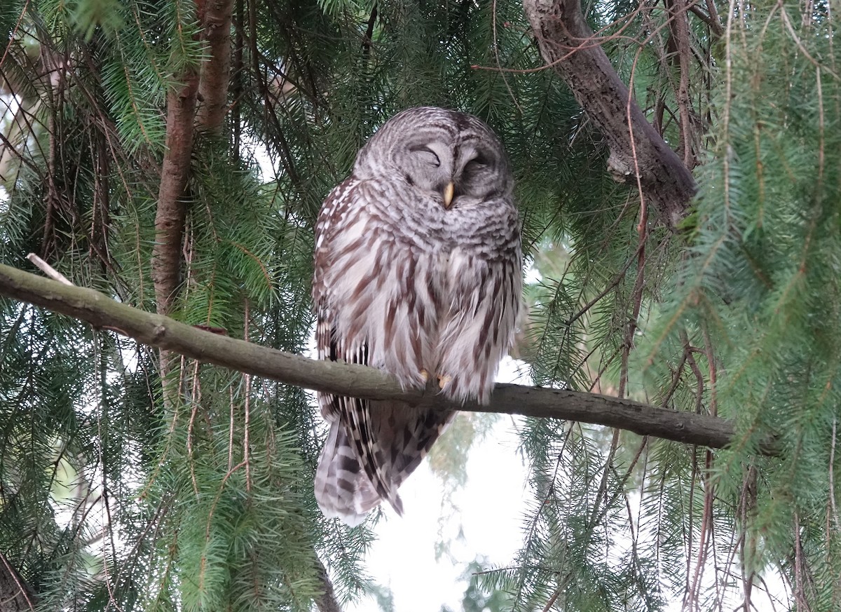 Barred Owl - Lonnie Somer