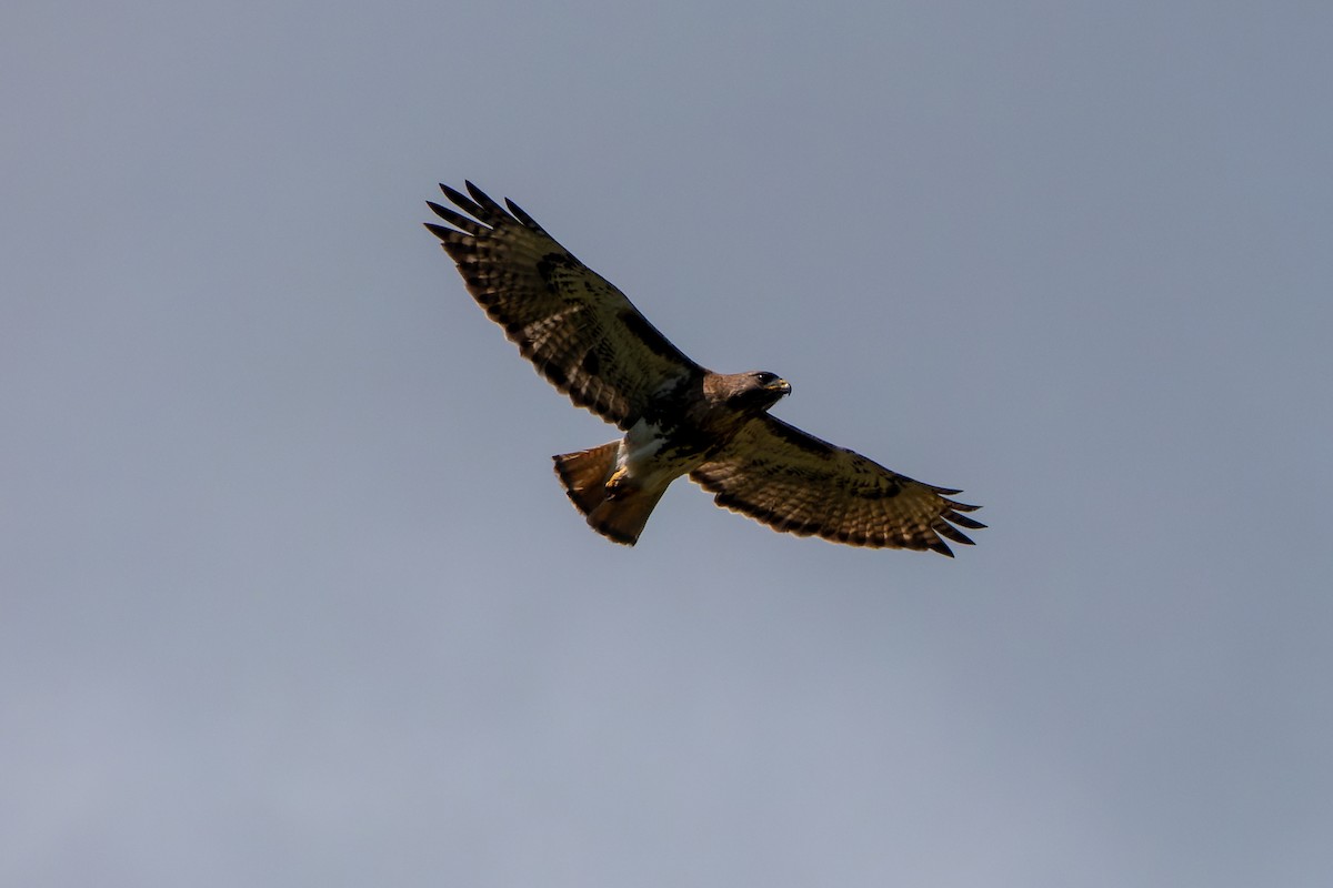 Red-tailed Hawk (jamaicensis) - ML614908999