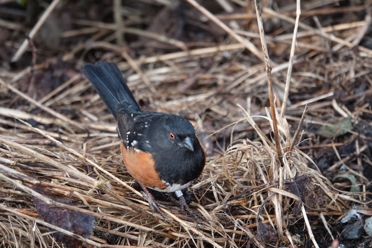 Spotted Towhee - ML614909033