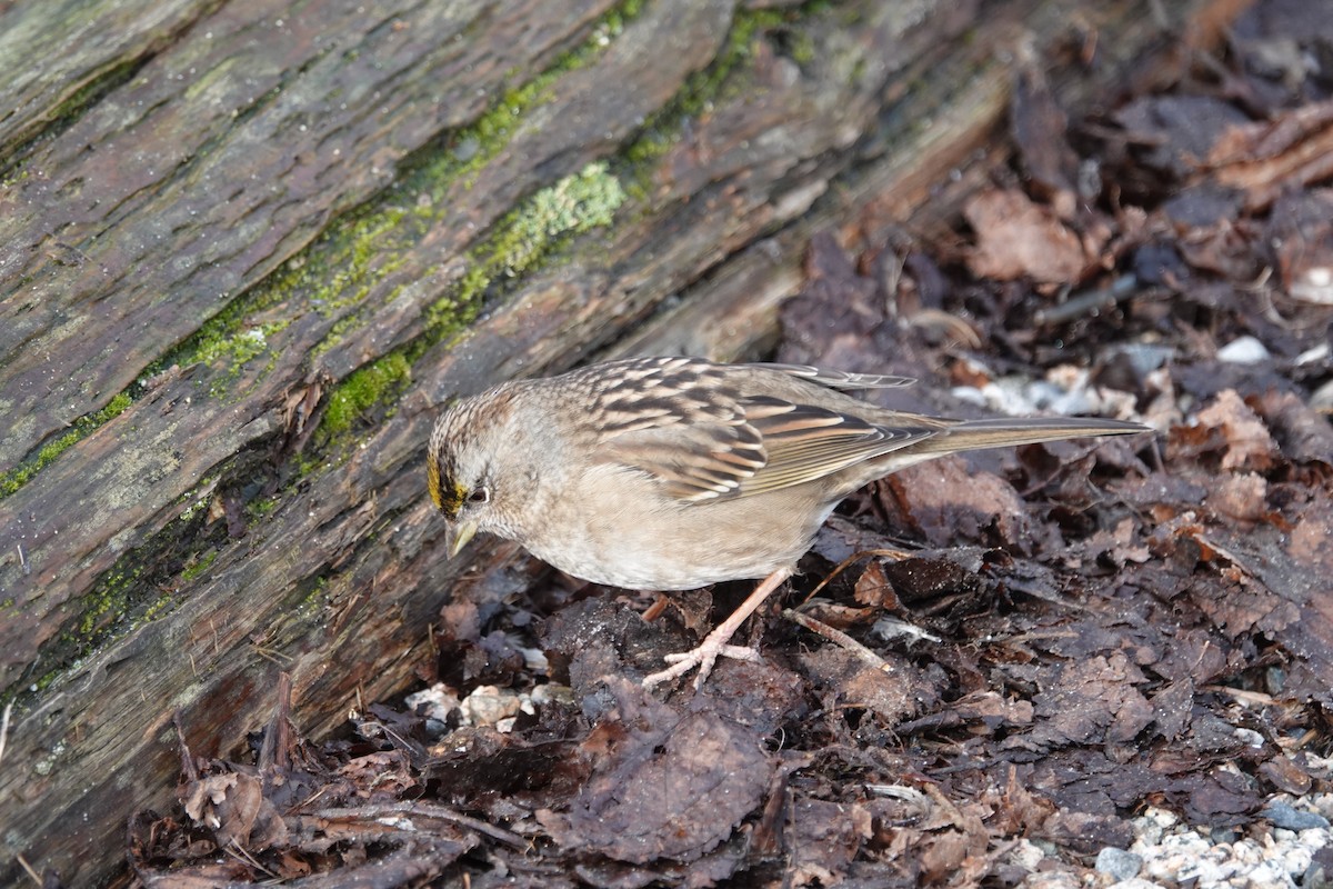 Golden-crowned Sparrow - ML614909051
