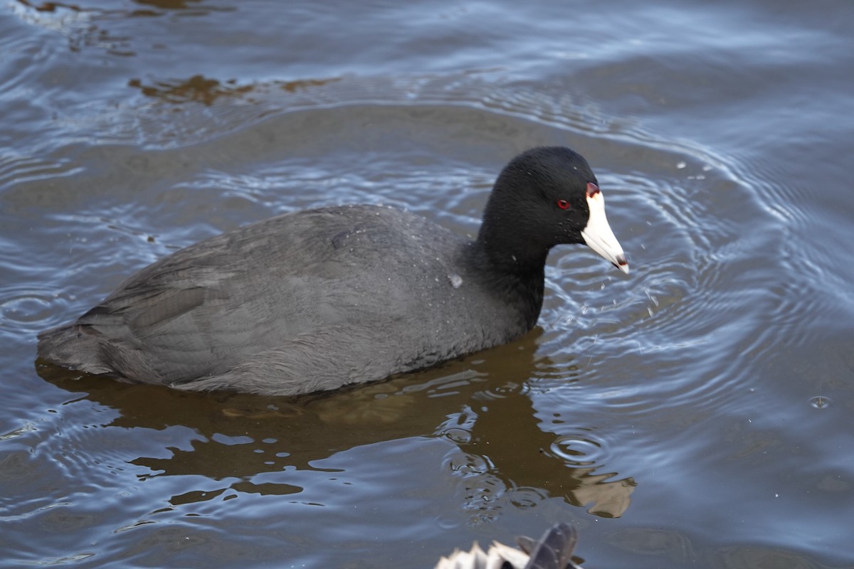American Coot - Lonnie Somer