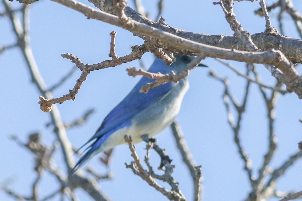 Mountain Bluebird - margeNdon thornton